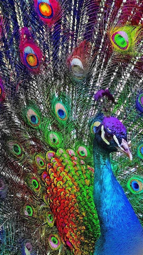 Peacock Wallpaper Enwallpaper