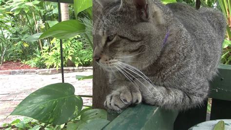 The Cats Of The Ernest Hemingway Home And Museum Youtube