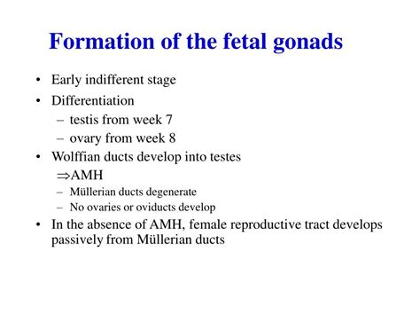 Ppt Formation Of The Fetal Gonads Powerpoint