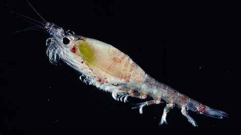 tiny antarctic krill play big role  climate mitigation  pew