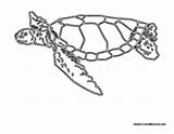 Turtle Sea Loggerhead sketch template