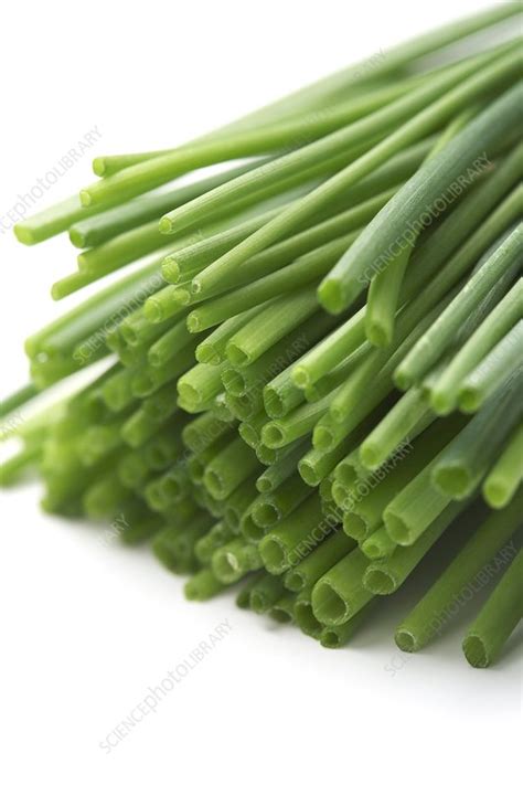 chives stock image  science photo library