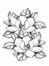 Magnolias Bestcoloringpagesforkids Flor Colouring sketch template