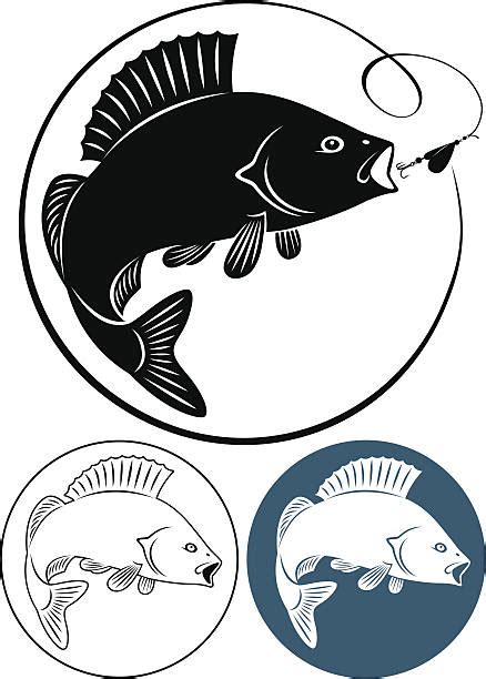 Best Striped Bass Illustrations Royalty Free Vector