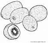 Coloring Pages Fruit Kiwi Printable Fruits sketch template