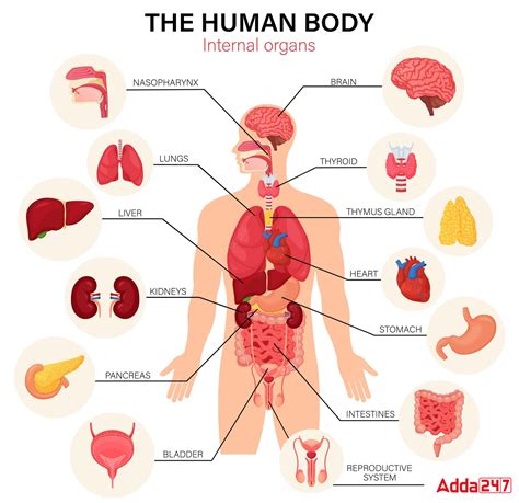 body parts   pictures  english hindi