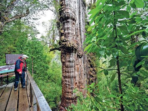 5 000 year old great grandfather tree is officially the world s oldest