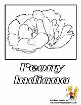 Flower State Drawing Indiana Coloring Hawaii Pages Printable Choose Board Peony Getdrawings Clip sketch template