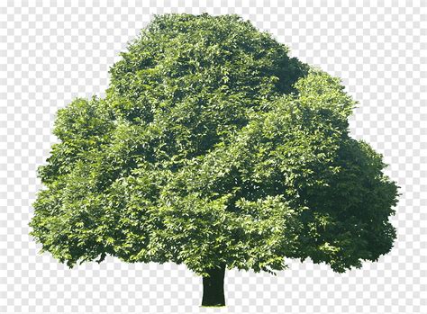 tree diospyros discolor weeping fig plant subtropics evergreen plants