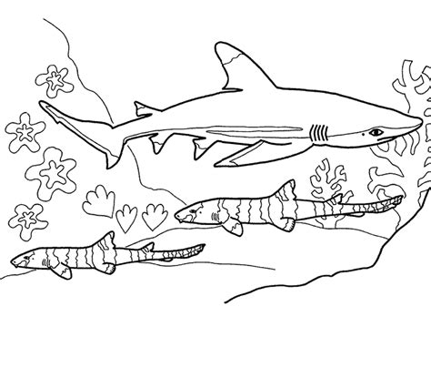 tiger shark drawing  getdrawings