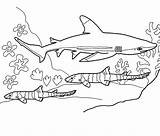 Coloring Shark Pages Rocks Attack sketch template