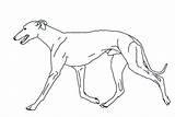 Whippet Clipart Page1 Other Sighthounds Stuff Some sketch template