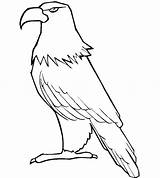 Eagle Printable Coloring Template Pages Eagles Baby Hawk Bald Drawing Philippine Tony Templates Philadelphia Kids Getdrawings Getcolorings sketch template
