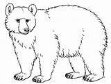 Bears Osos Polares Colorear Orsi Orso Webstockreview Clipground Wikiclipart Blackbear sketch template