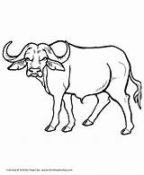 Buffalo Coloring Pages Animal African Wild Animals Honkingdonkey Drawing Water sketch template