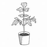 Tomato Plant Drawing Outline Paintingvalley Drawings sketch template