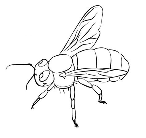 printable bee coloring pages  kids