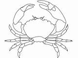 Crab Coloring Outline Clipart Maryland Pages Whte Crustacean Clip Cliparts Md Sea Life Vector Clker Donate Pixabay Domain Public Library sketch template