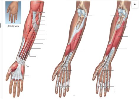 anatomy  arm muscles anterior diagram quizlet