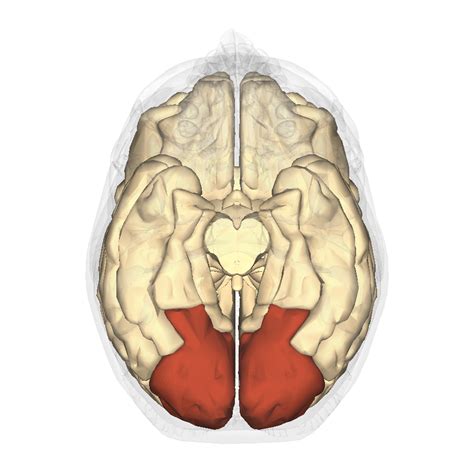 Occipital Brain Lobe Function Anatomy Position And