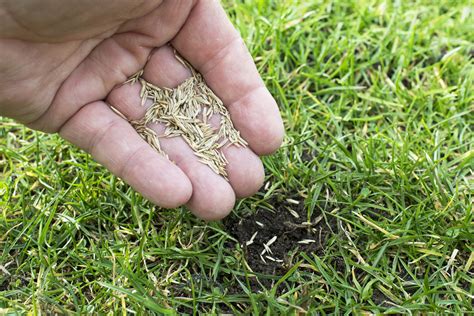 plant grass seed  thriving lawn  guide tips cresco