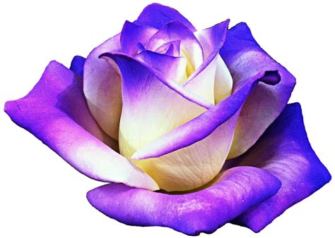 creamy cool purple rose by jeanicebartzen27 on deviantart