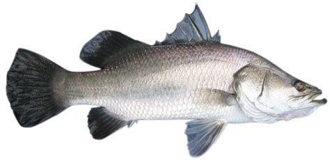 barramundi humane killing  fish freshwater estuary offshore