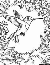 Hummingbird Coloring Printable sketch template