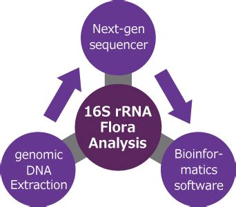 rrna bacterial flora analysis  technologies repertoire genesis