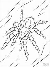 Tarantula Coloring Pages Chilean Rose Ausmalbilder Vogelspinnen Spider Ausmalbild Vogelspinne Drawing Coloringbay Zum Drawings sketch template