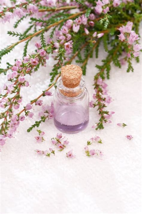 lavender spa stock   royalty  stock