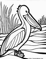 Coloring Pelican Simple Pelicans Pages Coloringbay sketch template