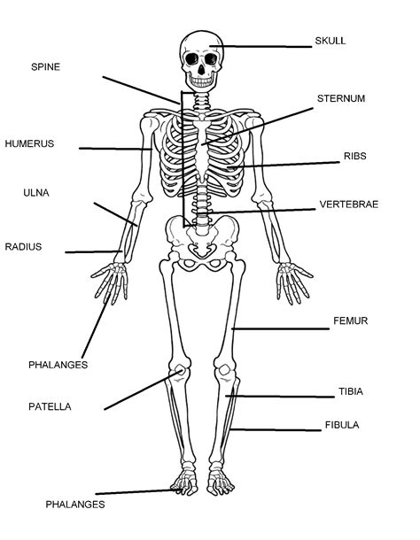 physical education bones study guide