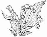 Valley Lily Coloring Pages sketch template