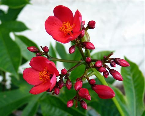 florida backyard flowers  red