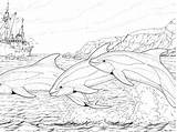 Pages Coloring Dolphin Adult Dolphins Jumping Getdrawings Getcolorings sketch template
