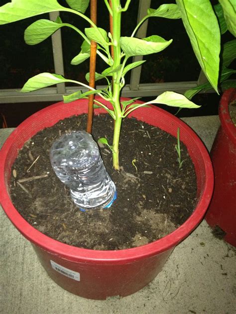 Make A Homemade Waterer Plants In Bottles Flower Pots Outdoor Water