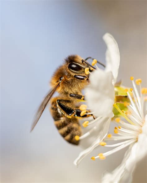 biene macro foto bild natur insekten tiere bilder auf fotocommunity