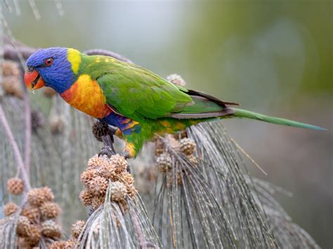 Rainbow Lorikeet Ebird