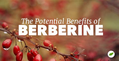 berberine benefits to support your health journey
