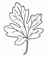 Coloring Pages Leaves Cliparts Computer Designs Use sketch template