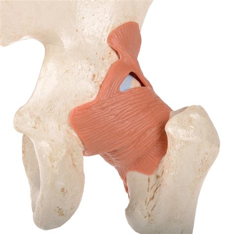 Anatomical Models To Learn About Deluxe Hip Joint