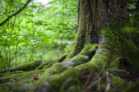 forest root tree green plant moss nature blur bokeh growth pxfuel