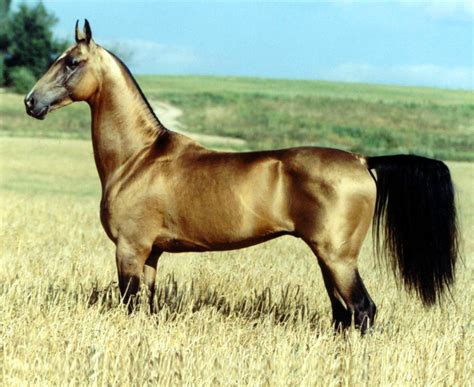 stunning akhal teke horse      beautiful