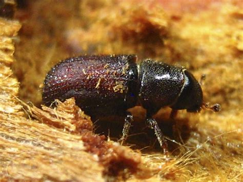 climate change   enabling beetles rise  pine trees mpr