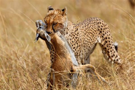 Serengeti Cheetah Video