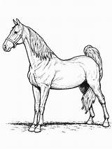 Horse Coloring Pages Horses Coloringpages1001 Wild Colouring sketch template