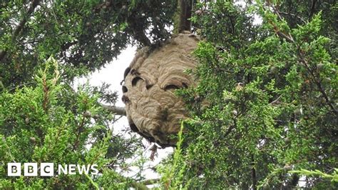 Asian Hornet S Nest Near Tetbury Found And Destroyed Bbc News
