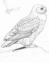 Owl Barn Coloring Getcolorings Color sketch template