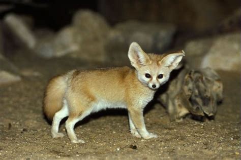 the fennec fox very cute 25 photos